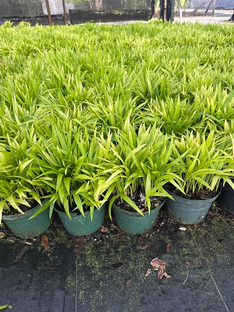 chamaedorea-erumpens-x-seifritzii-florida-hybrid-chamaedorea-palm