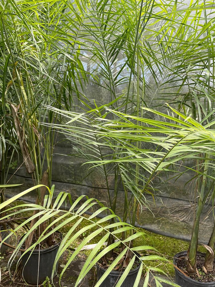 chamaedorea-glaucifolia