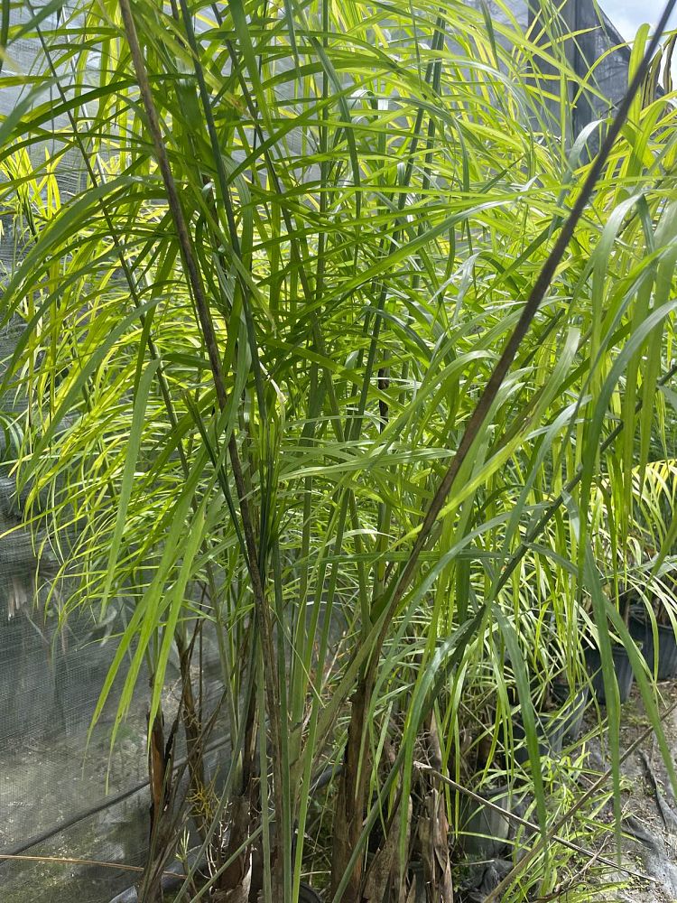 chamaedorea-glaucifolia