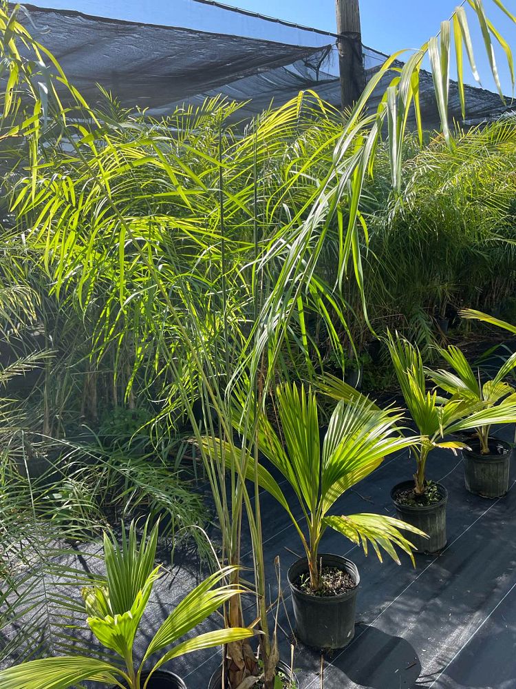 chamaedorea-glaucifolia