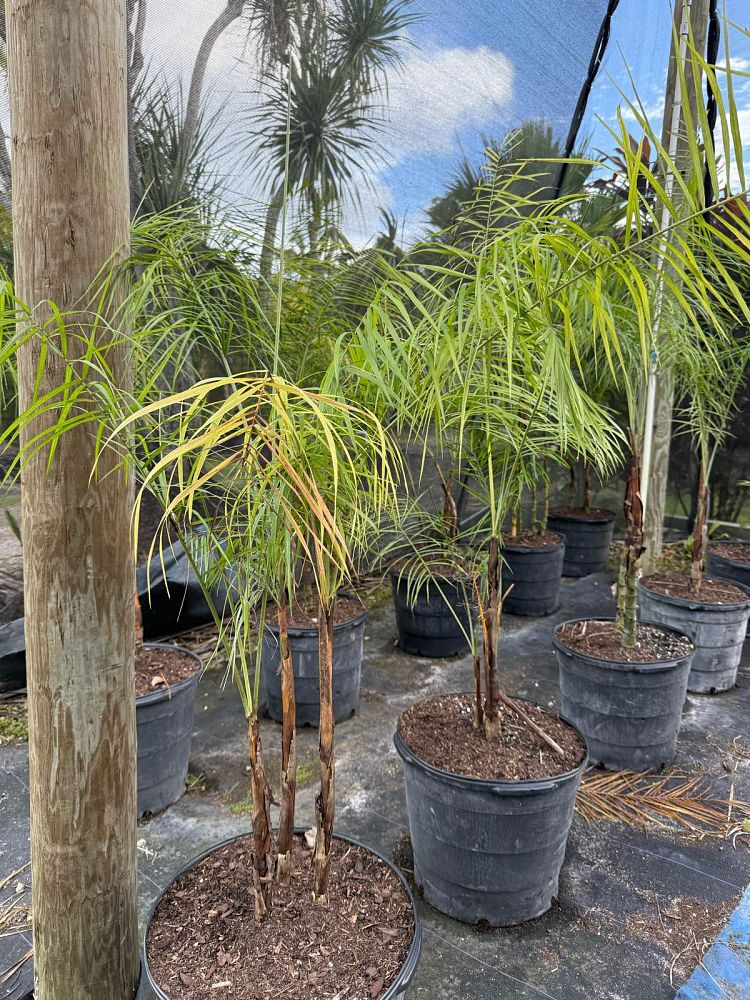 chamaedorea-glaucifolia