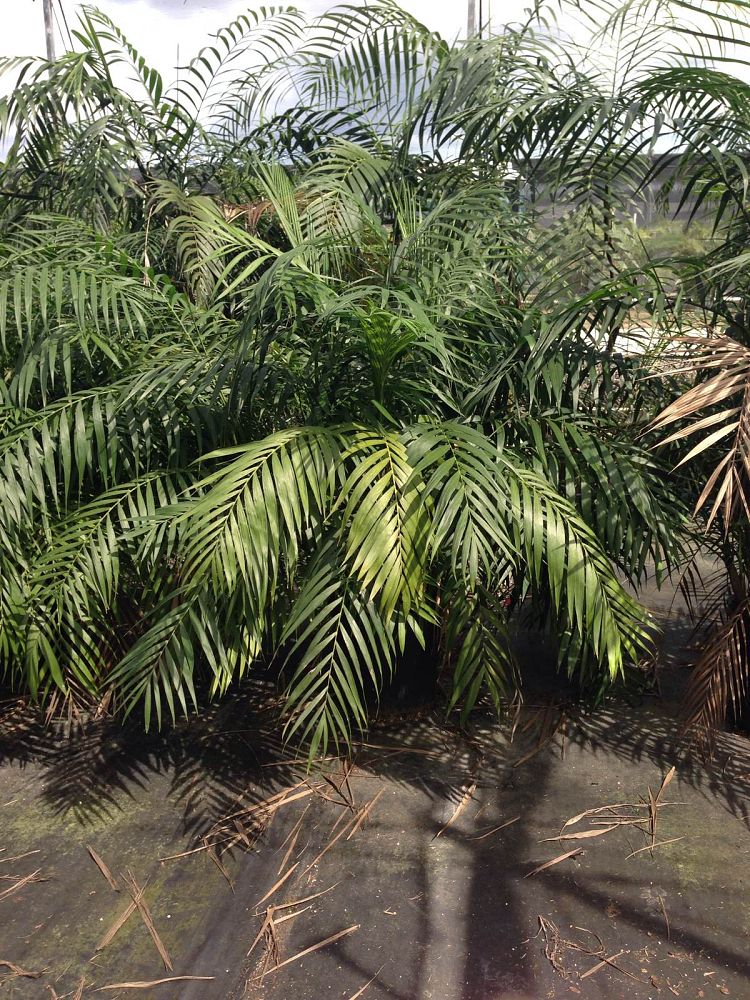 chamaedorea-hooperiana-maya-palm