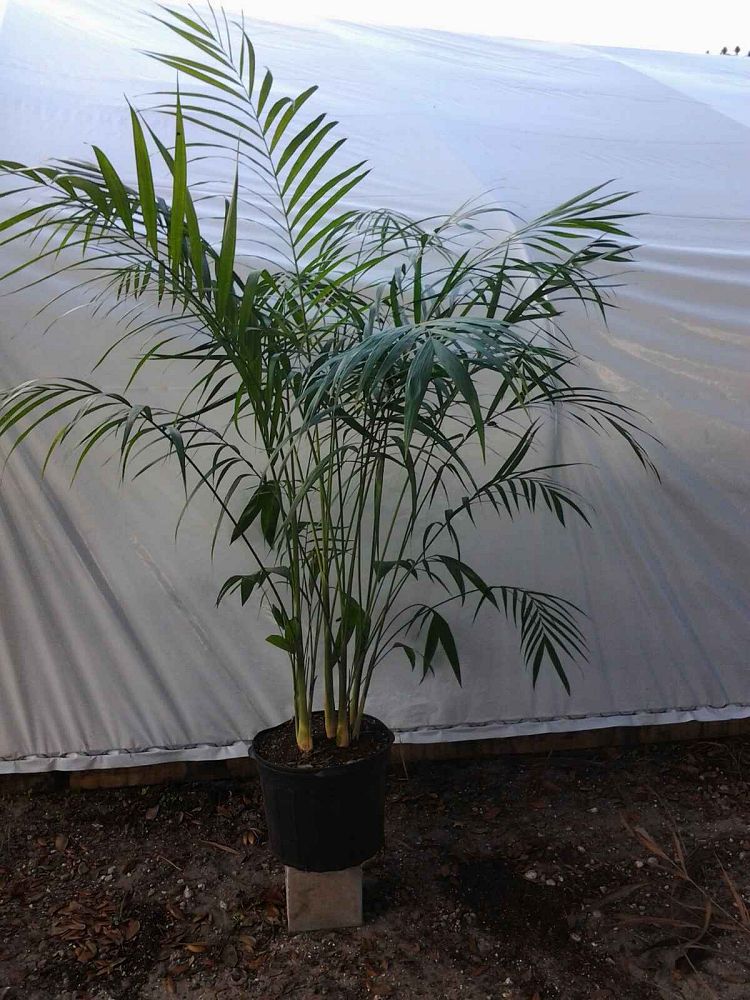 chamaedorea-hooperiana-maya-palm