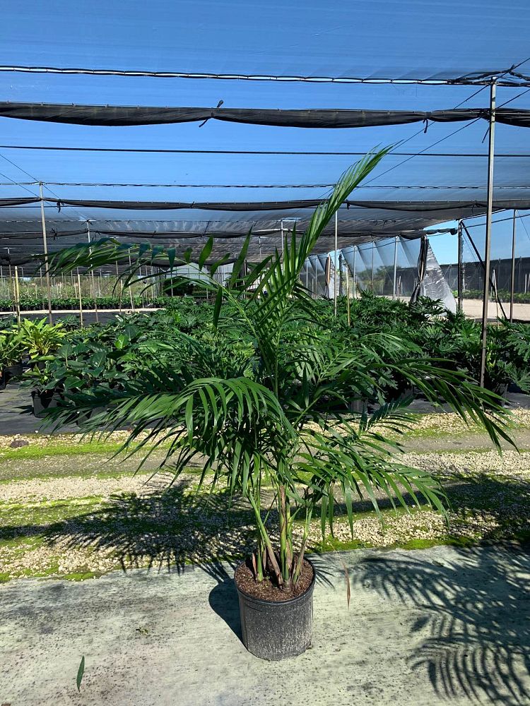 chamaedorea-hooperiana-maya-palm