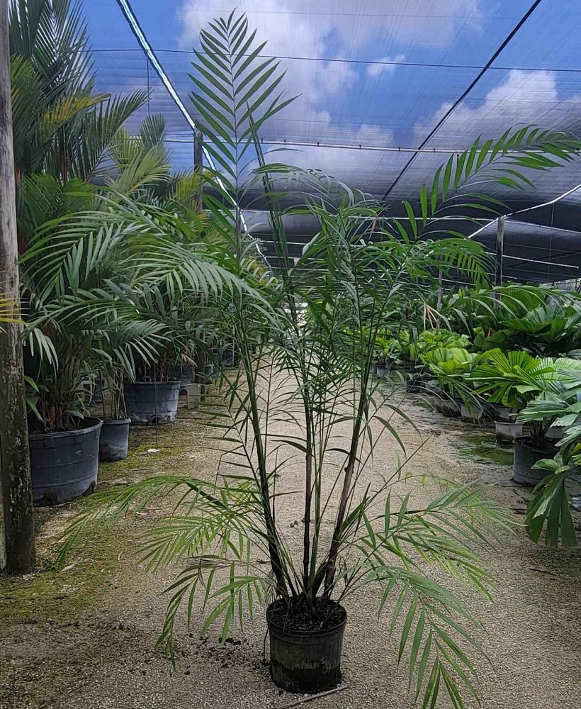 chamaedorea-hooperiana-maya-palm