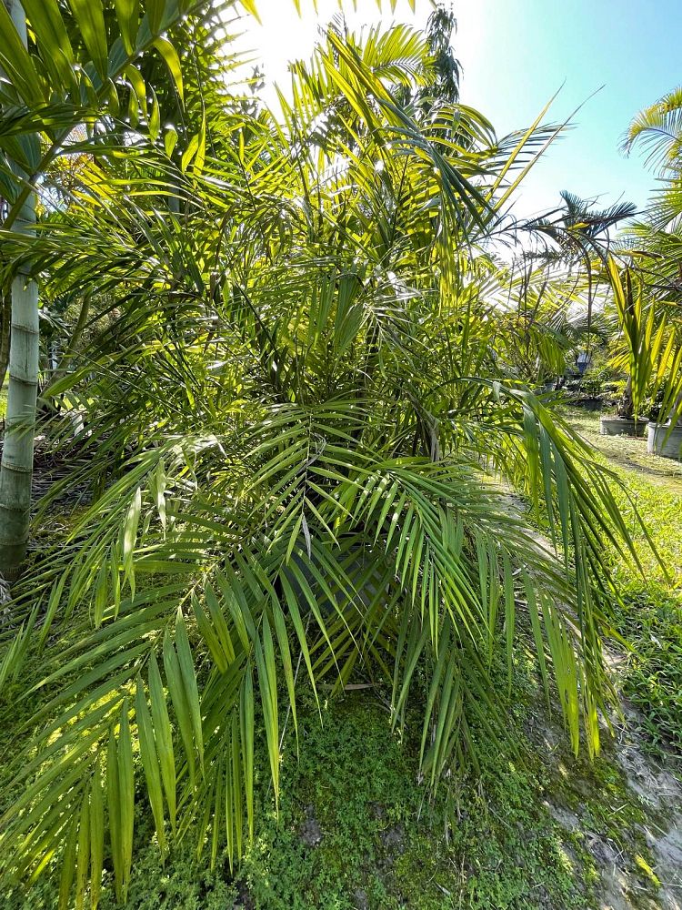 chamaedorea-hooperiana-maya-palm