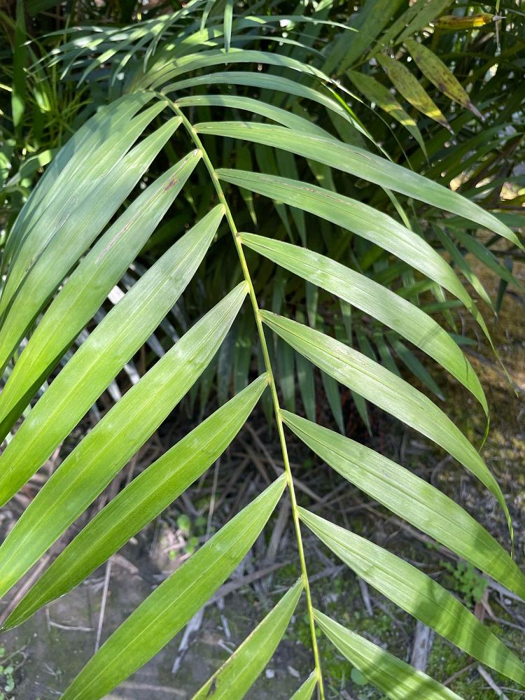 chamaedorea-hooperiana-maya-palm
