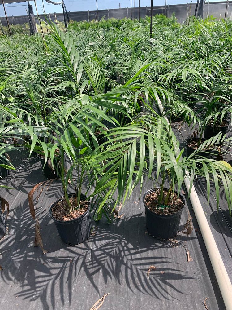chamaedorea-hooperiana-maya-palm