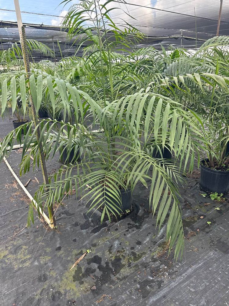 chamaedorea-hooperiana-maya-palm