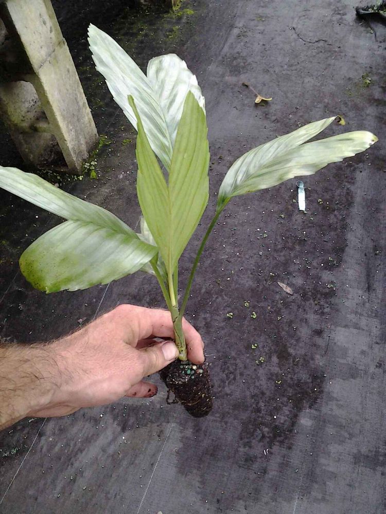 chamaedorea-metallica-mini-fishtail-palm