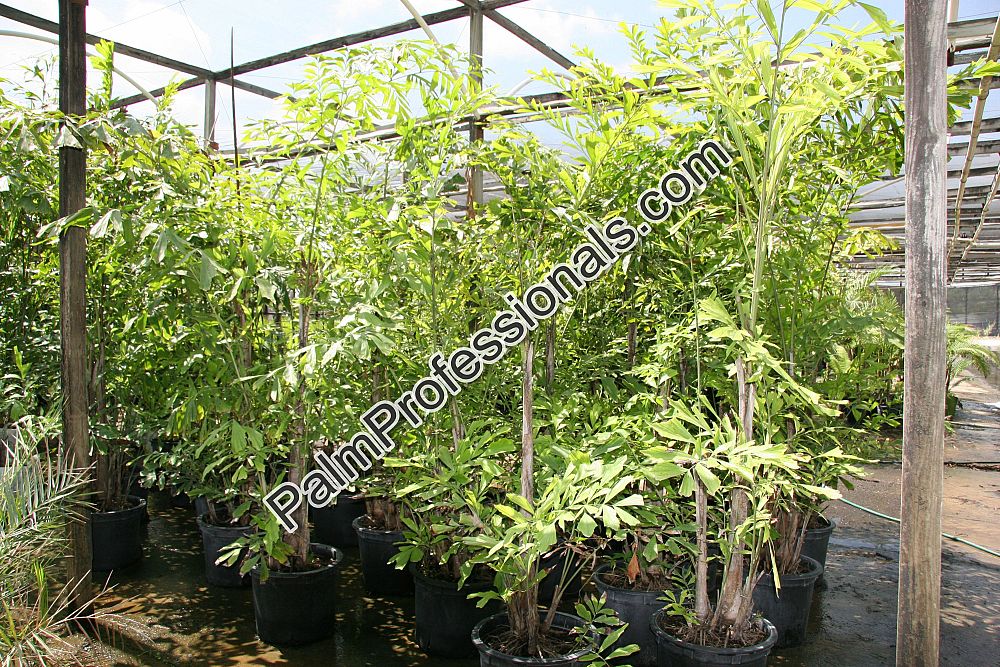 chamaedorea-metallica-mini-fishtail-palm