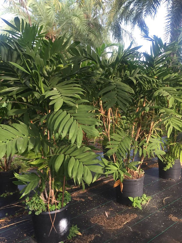 chamaedorea-microspadix-bamboo-palm