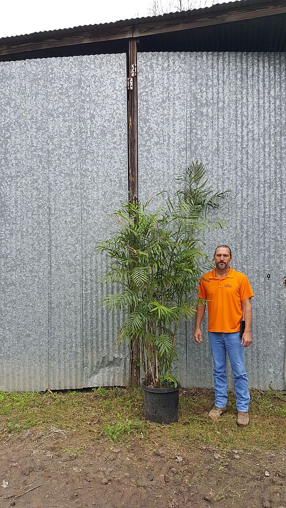 chamaedorea-microspadix-bamboo-palm