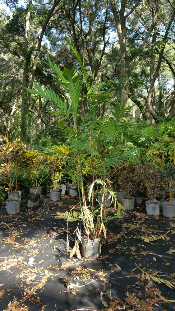 chamaedorea-microspadix