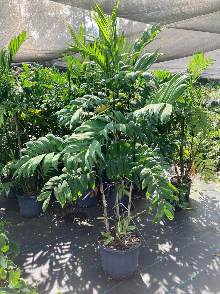 chamaedorea-microspadix