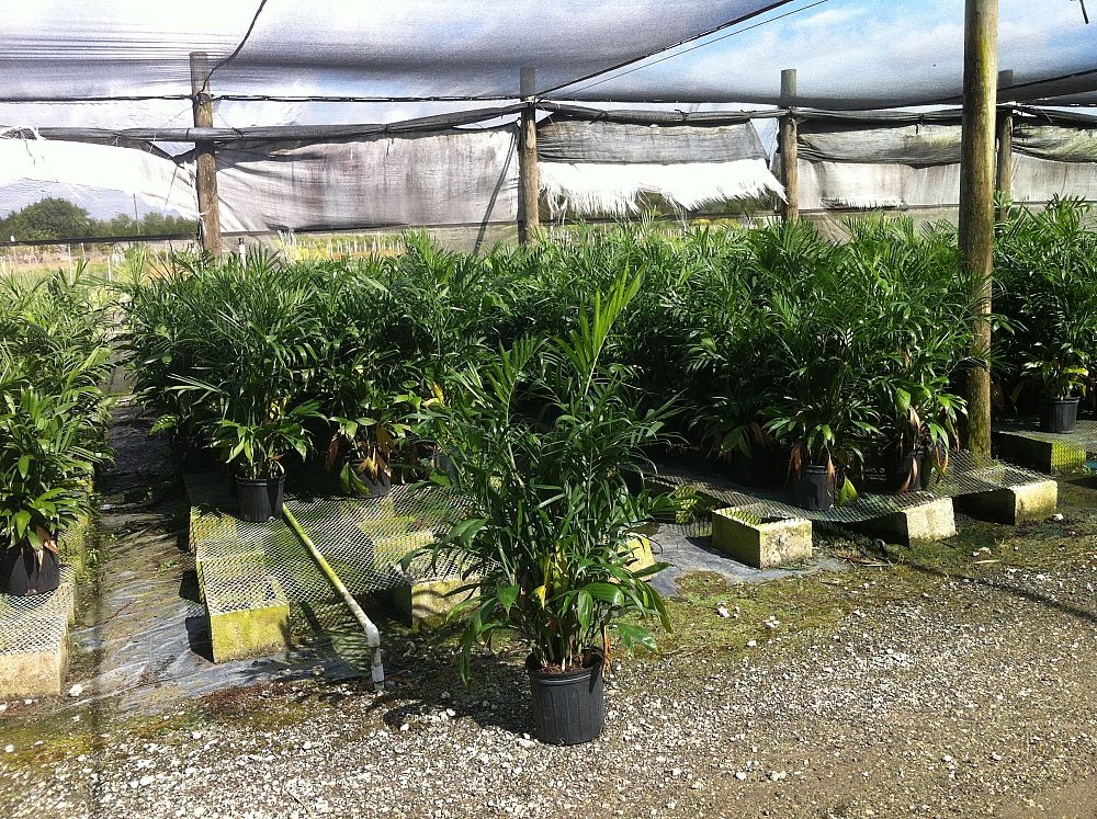 chamaedorea-seifrizii-florida-hybrid