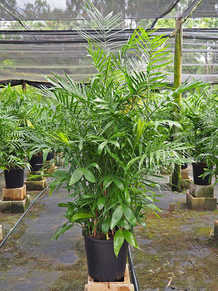 chamaedorea-seifrizii-florida-hybrid
