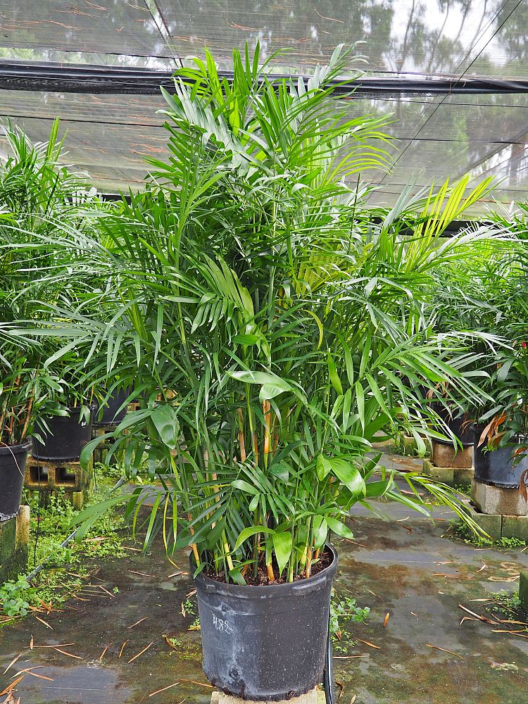 chamaedorea-seifrizii-florida-hybrid
