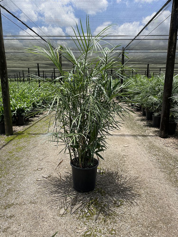 chamaedorea-seifrizii-florida-hybrid