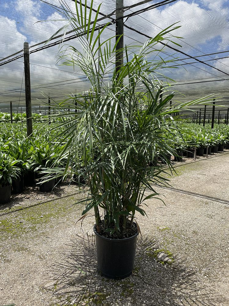chamaedorea-seifrizii-florida-hybrid