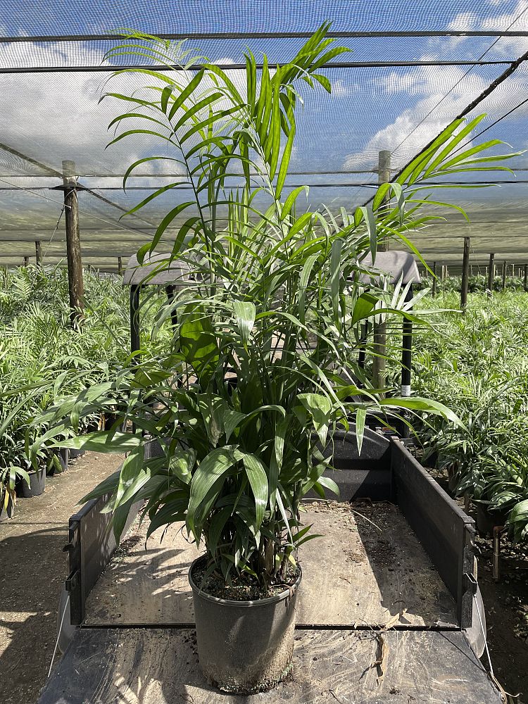 chamaedorea-seifrizii-florida-hybrid