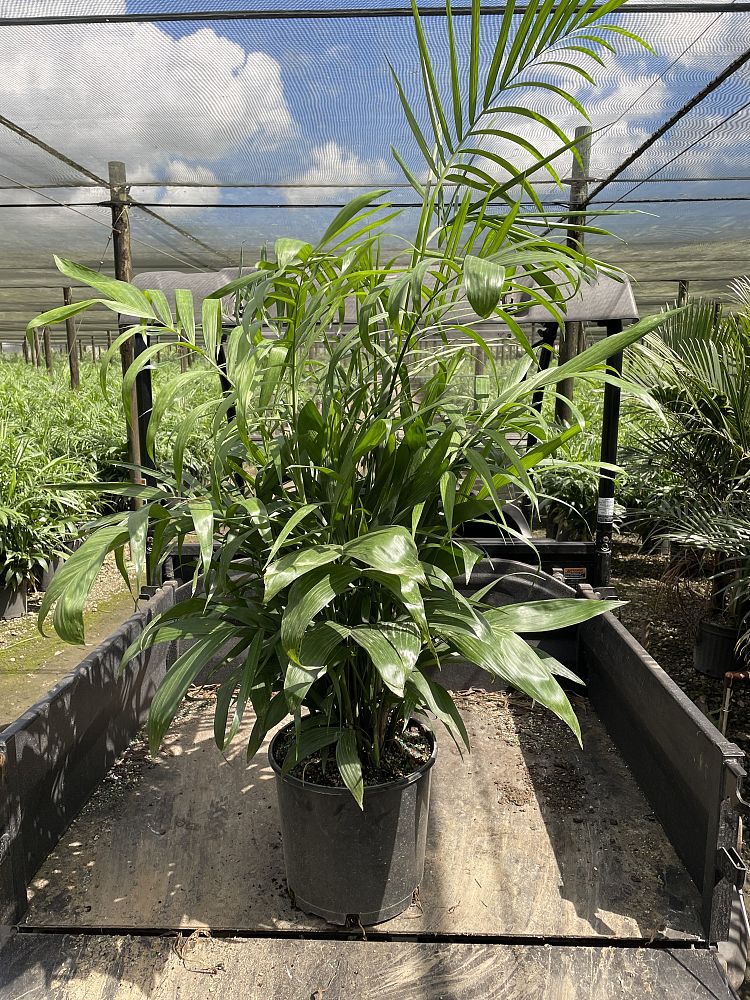 chamaedorea-seifrizii-florida-hybrid