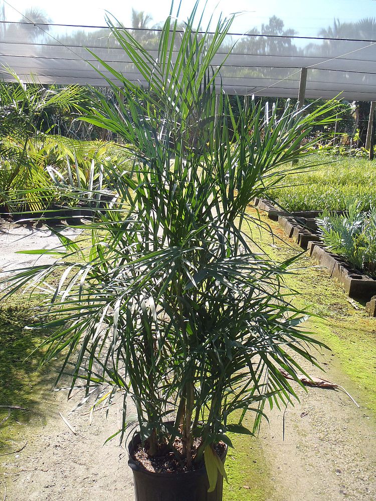 chamaedorea-seifrizii-reed-palm-bamboo-palm-seifriz-s-bamboo-palm
