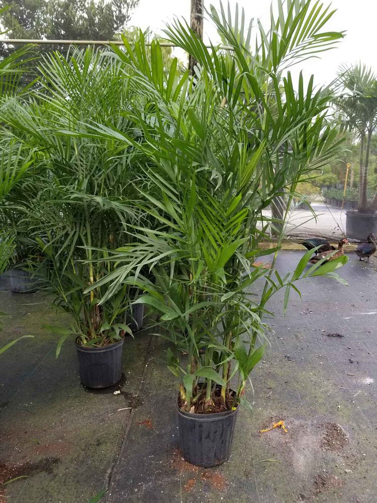 chamaedorea-seifrizii-reed-palm-bamboo-palm-seifriz-s-bamboo-palm