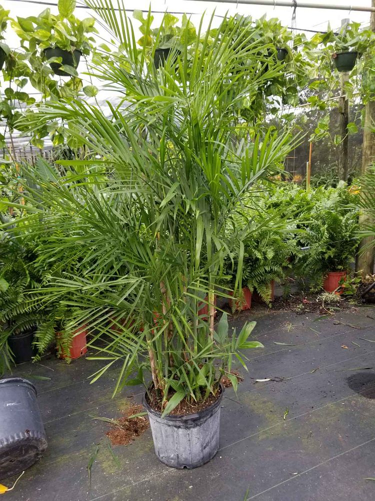 chamaedorea-seifrizii-reed-palm-bamboo-palm-seifriz-s-bamboo-palm