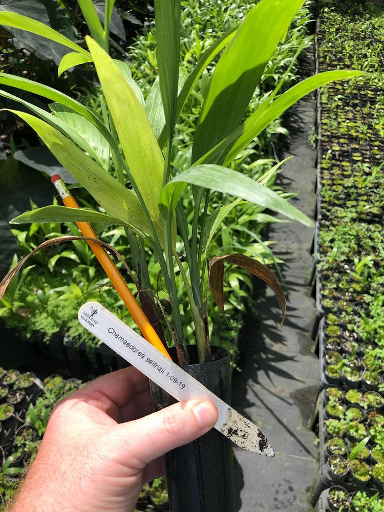 chamaedorea-seifrizii-reed-palm-bamboo-palm-seifriz-s-bamboo-palm