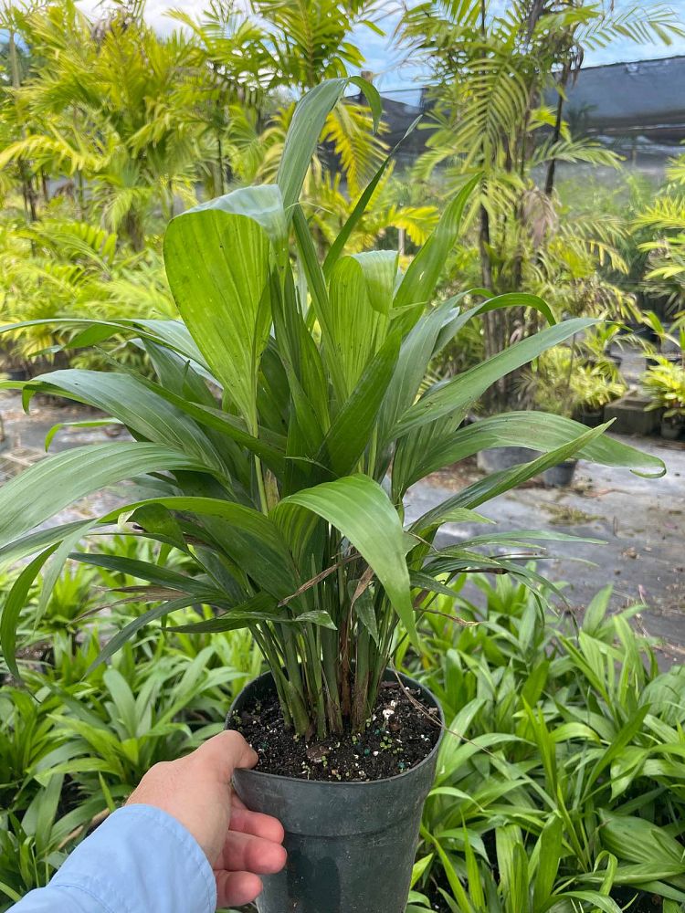 chamaedorea-seifrizii-reed-palm-bamboo-palm-seifriz-s-bamboo-palm