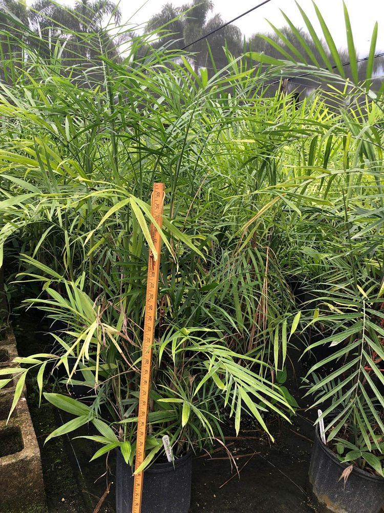 chamaedorea-seifrizii-reed-palm-bamboo-palm-seifriz-s-bamboo-palm