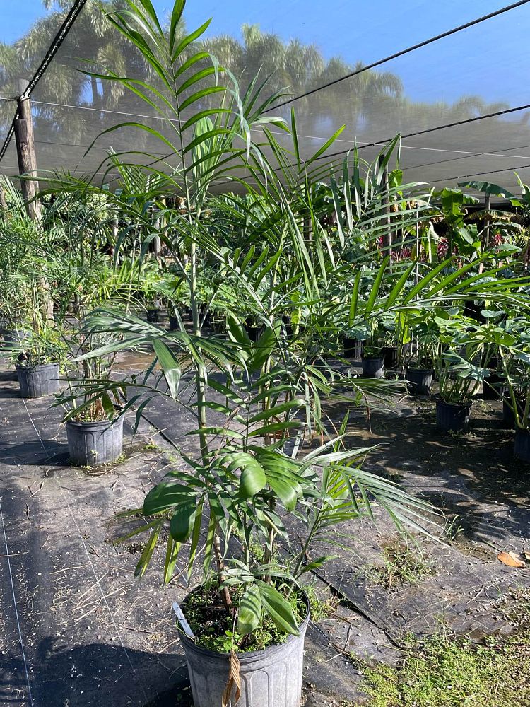 chamaedorea-seifrizii-reed-palm-bamboo-palm-seifriz-s-bamboo-palm