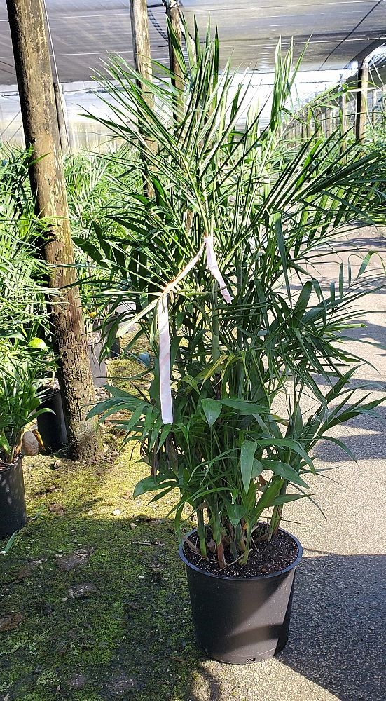 chamaedorea-seifrizii-reed-palm-bamboo-palm-seifriz-s-bamboo-palm