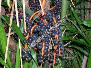 chamaedorea-seifrizii-reed-palm-bamboo-palm-seifriz-s-bamboo-palm