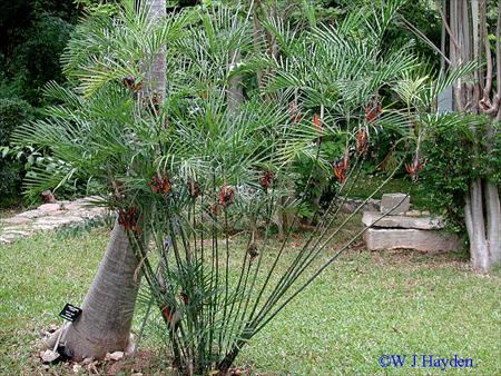 chamaedorea-seifrizii-reed-palm-bamboo-palm-seifriz-s-bamboo-palm