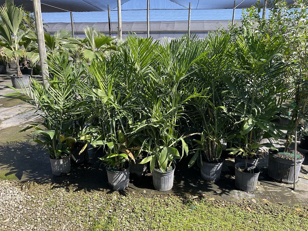 chamaedorea-seifrizii-reed-palm-bamboo-palm-seifriz-s-bamboo-palm