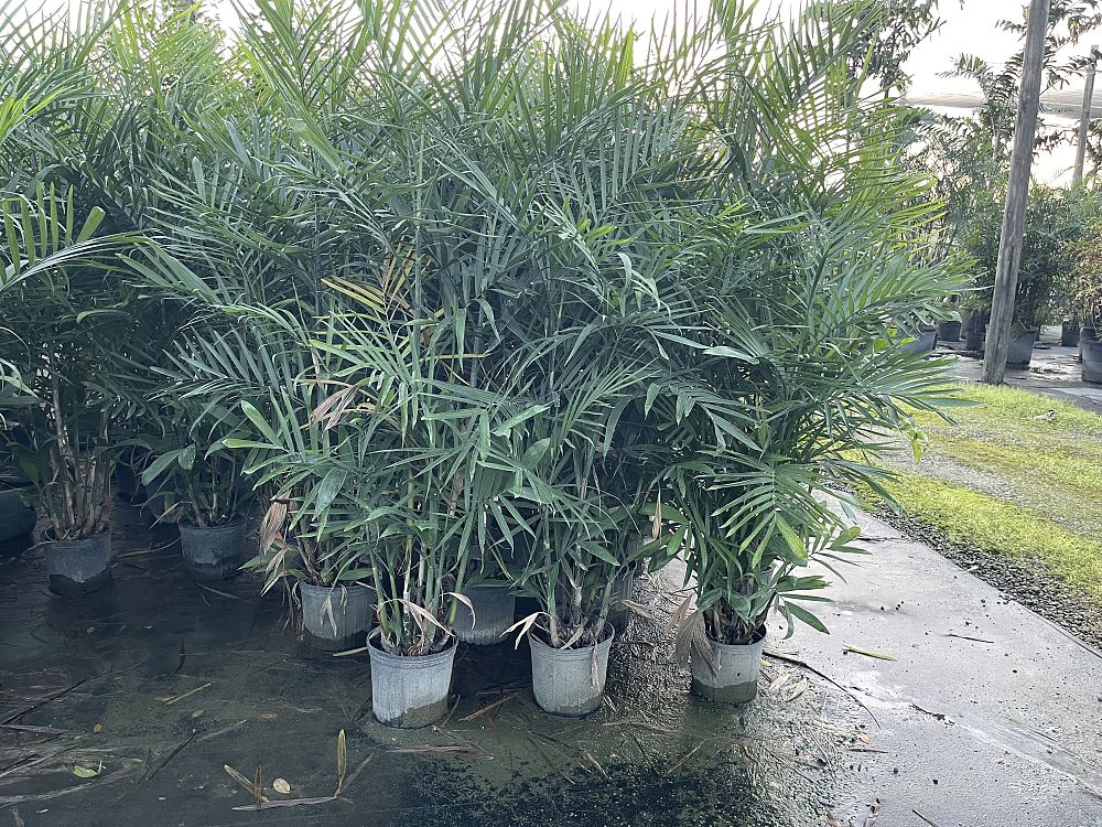 chamaedorea-seifrizii-reed-palm-bamboo-palm-seifriz-s-bamboo-palm