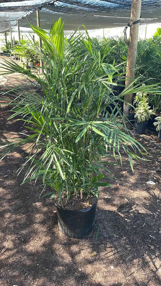 chamaedorea-seifrizii-reed-palm-bamboo-palm-seifriz-s-bamboo-palm