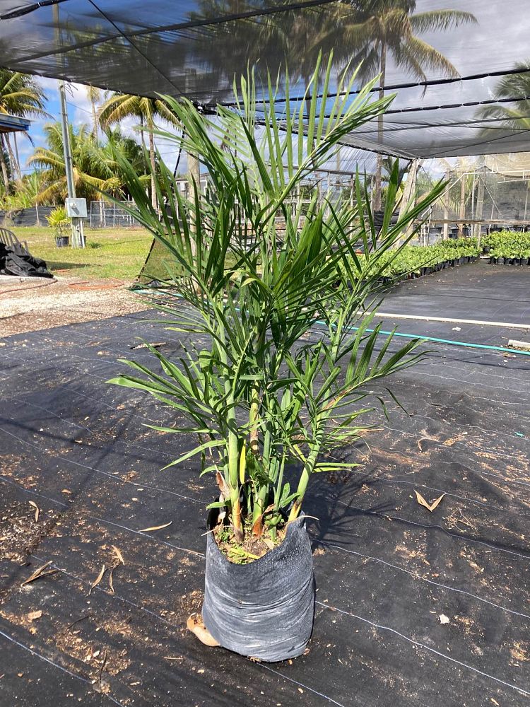 chamaedorea-seifrizii-reed-palm-bamboo-palm-seifriz-s-bamboo-palm