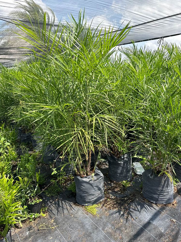 chamaedorea-seifrizii-reed-palm-bamboo-palm-seifriz-s-bamboo-palm