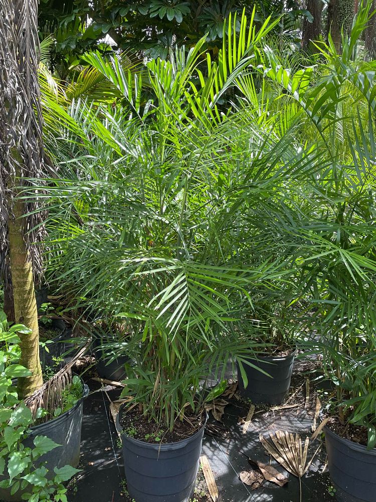 chamaedorea-seifrizii-reed-palm-bamboo-palm-seifriz-s-bamboo-palm
