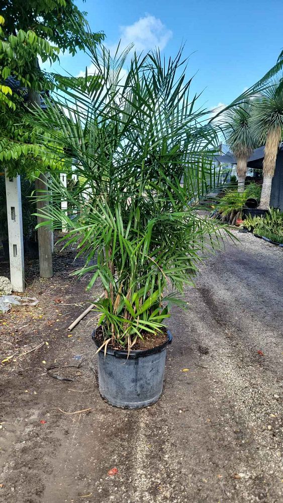 chamaedorea-seifrizii-reed-palm-bamboo-palm-seifriz-s-bamboo-palm