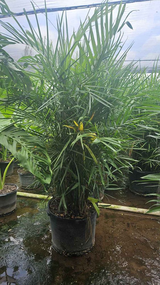 chamaedorea-seifrizii-reed-palm-bamboo-palm-seifriz-s-bamboo-palm