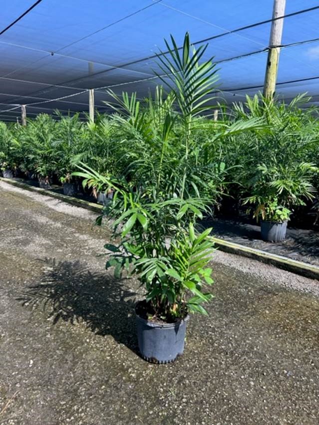 chamaedorea-seifrizii-reed-palm-bamboo-palm-seifriz-s-bamboo-palm