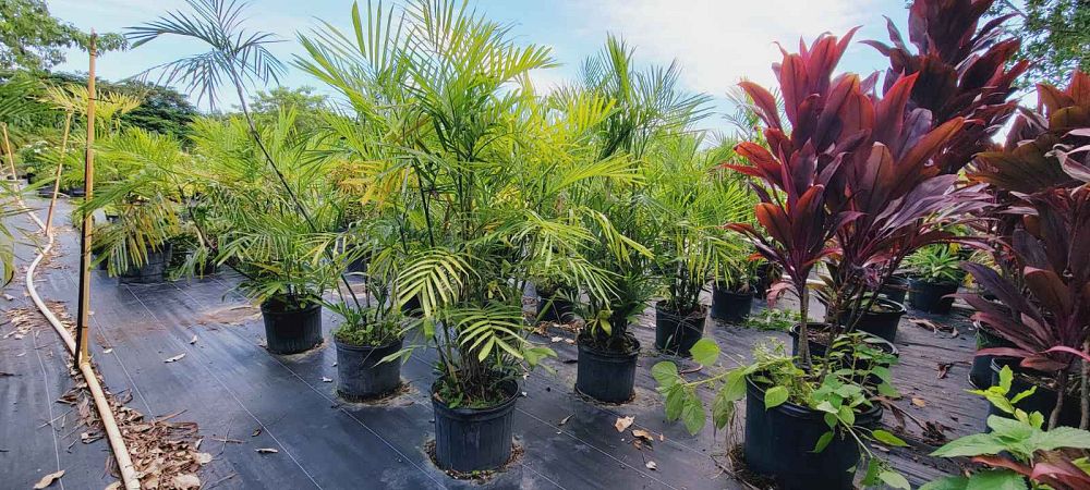 chamaedorea-seifrizii-reed-palm-bamboo-palm-seifriz-s-bamboo-palm