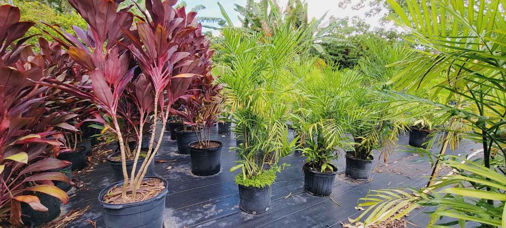 chamaedorea-seifrizii-reed-palm-bamboo-palm-seifriz-s-bamboo-palm