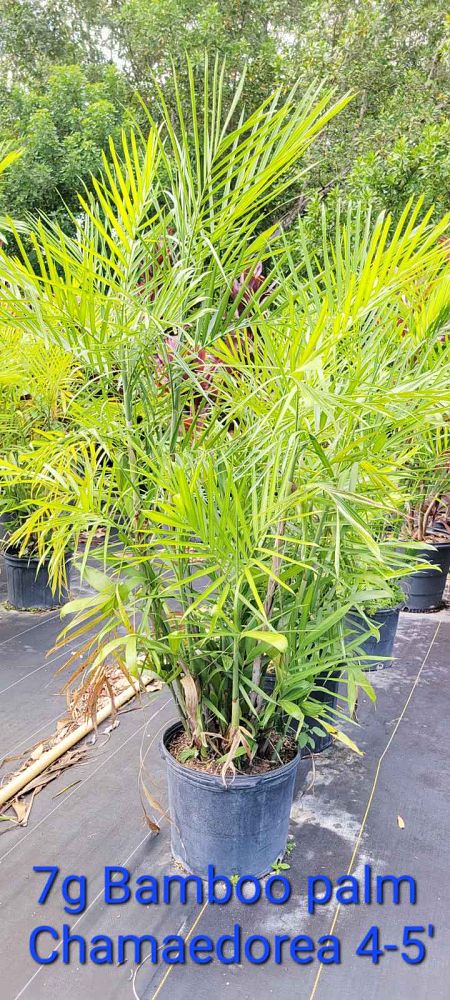 chamaedorea-seifrizii-reed-palm-bamboo-palm-seifriz-s-bamboo-palm