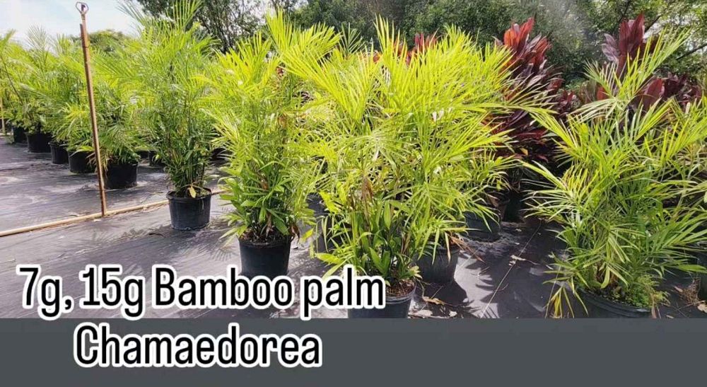 chamaedorea-seifrizii-reed-palm-bamboo-palm-seifriz-s-bamboo-palm
