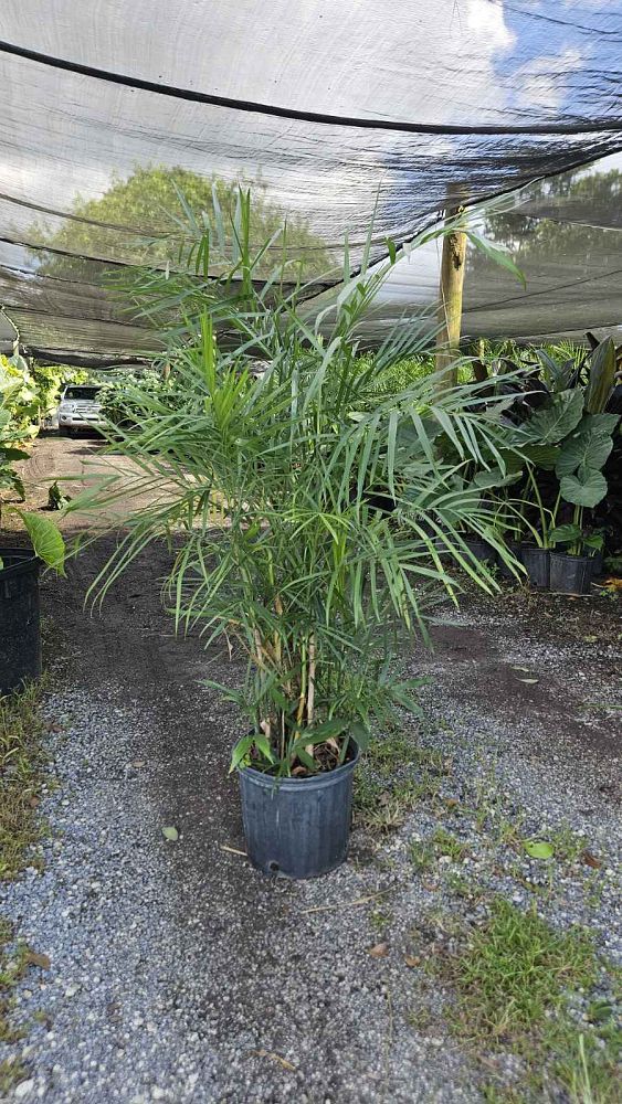 chamaedorea-seifrizii-reed-palm-bamboo-palm-seifriz-s-bamboo-palm